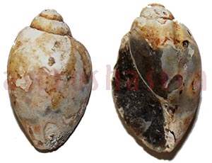 Heera Shankh 0232 37